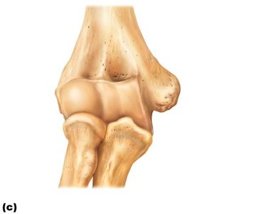 Bones of the upper limb and elbow articulation