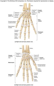 Right wrist and hand, anterior view