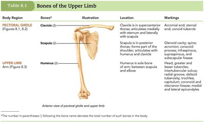 Bones of the upper limb summary table