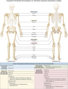 Diagram of appendicular skeleton regions