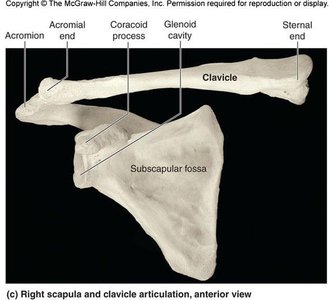 Right scapula and clavicle articulation, anterior view