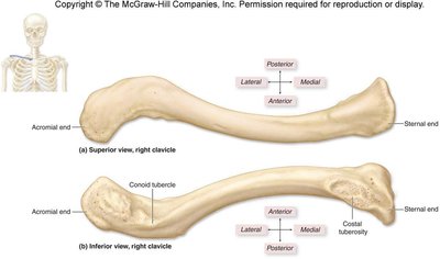 Superior and inferior views of the right clavicle