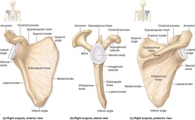 Right scapula, anterior, lateral, and posterior views