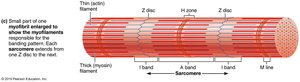 Sarcomere structure and myofilament arrangement