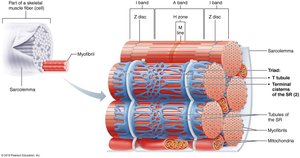 Sarcoplasmic reticulum, T tubules, and triad structure