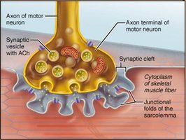 Events at the neuromuscular junction