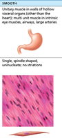 Smooth Muscle Structure