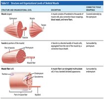 Structure and Organizational Levels of Skeletal Muscle