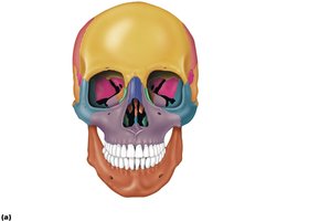 Anterior view of skull showing frontal bone and related features