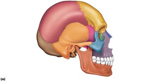 External anatomy of the right side of the skull