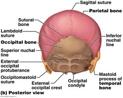Posterior view of skull showing occipital bone and nuchal lines