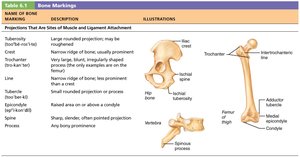 Table of bone markings and illustrations