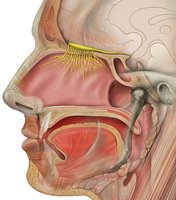 Olfactory nerves passing through cribriform plate