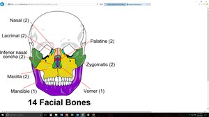 14 facial bones labeled on skull