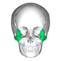 Right zygomatic bone