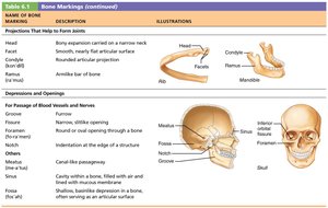 Table of bone markings (continued) and illustrations