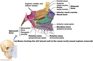 Nasal conchae in the skull