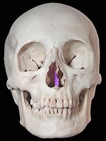 Vomer bone in the skull