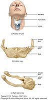 Hyoid bone location and structure
