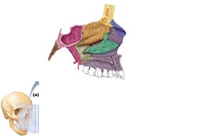 Bones forming the left lateral wall of the nasal cavity