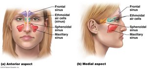 Paranasal sinuses in the face