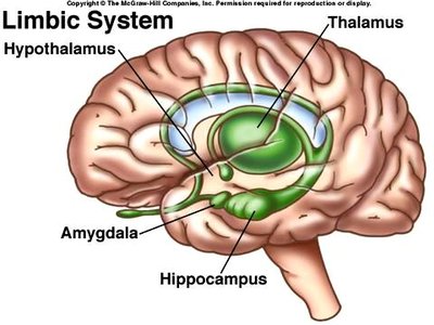 Diagram of the limbic system showing the hypothalamus, thalamus, amygdala, and hippocampus