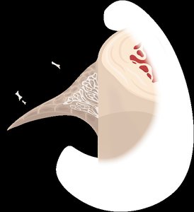 Periosteum and endosteum on bone cross-section