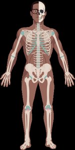 Diagram of the human skeleton