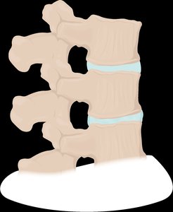 Vertebra structure