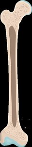 Epiphysis and diaphysis comparison