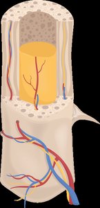 Nutrient foramen and blood supply in bone
