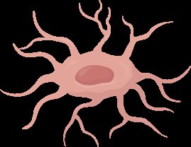 Osteocyte cell