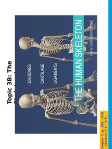 The human skeleton with bones, cartilage, and ligaments