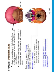Occipital bone and foramen magnum
