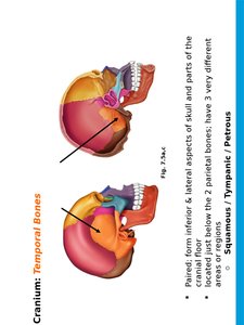 Temporal bones regions