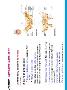 Ethmoid bone
