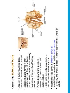 Major cranial sutures