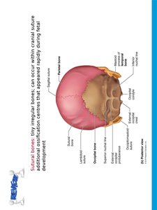 Facial bones