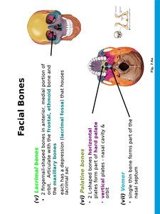 Inferior nasal conchae