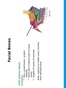 Hyoid bone
