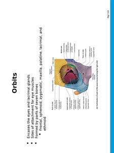 Nasal cavity structure