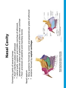 Paranasal sinuses