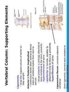 Intervertebral discs