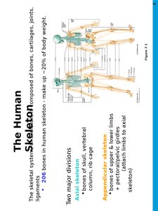 Diagram showing axial and appendicular skeleton