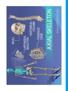 Axial skeleton components