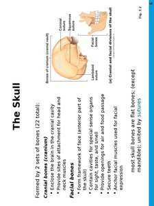 Cranial and facial bones of the skull