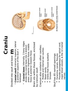 Cranial vault and base