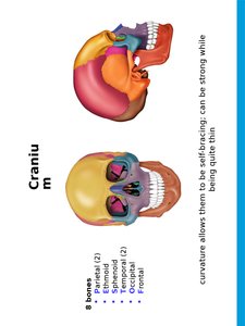 Cranial bones color-coded