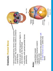 Frontal bone location
