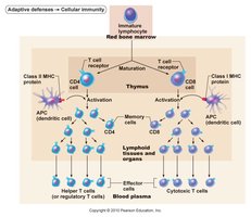T cell maturation and activation diagram